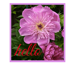 [LINEスタンプ] お花とハーブの
シンプルプリティな挨拶