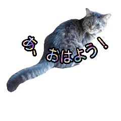 [LINEスタンプ] 実写の猫 日常挨拶