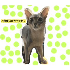 [LINEスタンプ] 愛猫エッちゃん…①