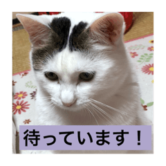 [LINEスタンプ] うちの猫たちだよ。