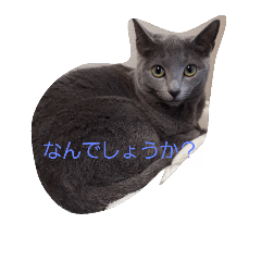 [LINEスタンプ] 気ままなロシアンブルーのパドメ