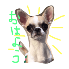 [LINEスタンプ] パグと チワワのミックス犬 レブちゃん1