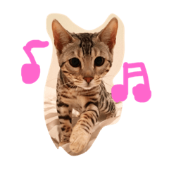 [LINEスタンプ] 美猫ラブにゃんの気持ち