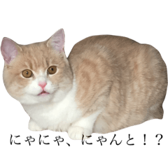 [LINEスタンプ] スコティッシュのむぎちゃん 2