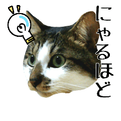 [LINEスタンプ] キジシロ猫サスケⅤ