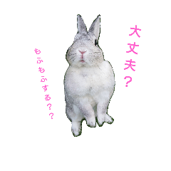 [LINEスタンプ] 毎日☆豆千代