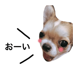 [LINEスタンプ] チワワの小次郎くん