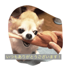 [LINEスタンプ] 愛犬チロルチョコ