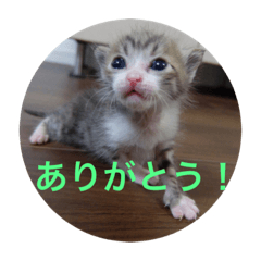 [LINEスタンプ] 子猫たち