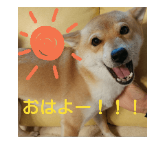 [LINEスタンプ] 豆柴こまめちゃんのスタンプ