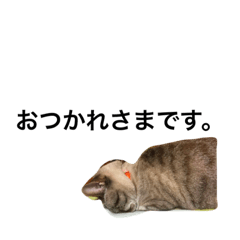 [LINEスタンプ] にゃんだぁーふる