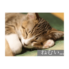 [LINEスタンプ] 猫のほのぼのスタンプ