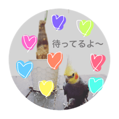 [LINEスタンプ] インコ's スタンプ Part2