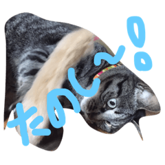 [LINEスタンプ] ねこのメイちゃん