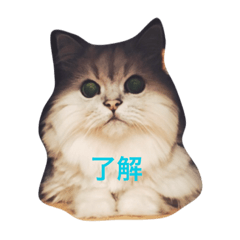 [LINEスタンプ] にゃんこ3兄弟