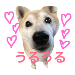 [LINEスタンプ] 柴犬まるくん2