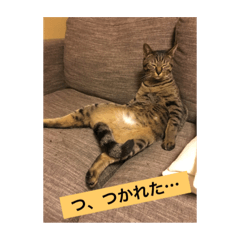 [LINEスタンプ] キジトラ猫★南天