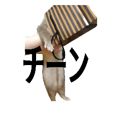 [LINEスタンプ] フェレットの日常。