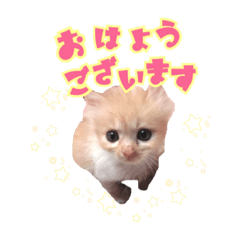 [LINEスタンプ] 保護猫たちのスタンプ2