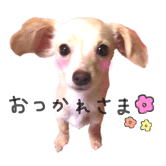 [LINEスタンプ] チワックスのココ 2