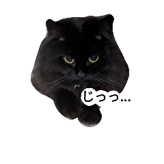 [LINEスタンプ] 気持ち代弁猫