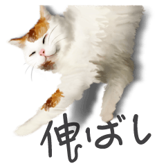 [LINEスタンプ] 猫伸ばし