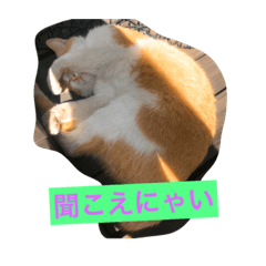 [LINEスタンプ] うちの野良猫たち