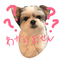 [LINEスタンプ] 甘えたさくら