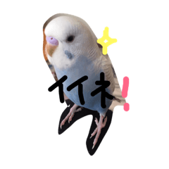 [LINEスタンプ] インコちゅぴのチュピンプ