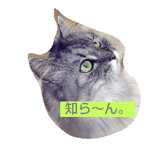 [LINEスタンプ] ねこですけど何か？