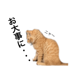 [LINEスタンプ] きなこの日常で使えるトーク集7