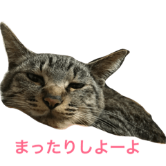 [LINEスタンプ] 家猫すーもPart2