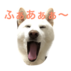 [LINEスタンプ] 柴犬を愛する者よ