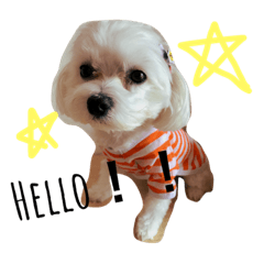 [LINEスタンプ] 我が家の愛犬ココとシェリー