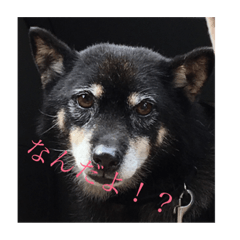 [LINEスタンプ] 黒豆柴犬の気持ち