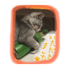 [LINEスタンプ] ノエル(*ΦωΦ*) 日常ver.