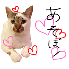 [LINEスタンプ] ねこんプ