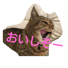 [LINEスタンプ] マンチカンのあらし君 2