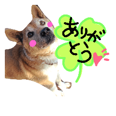 [LINEスタンプ] 犬の三平ちゃんの画像（メイン）