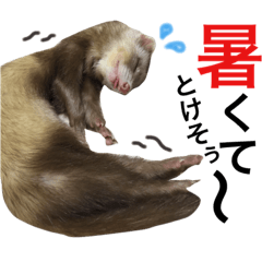 [LINEスタンプ] I LOVE FERRET 11 フェレット