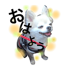 [LINEスタンプ] 白戸家のわんこ(かんきち編)