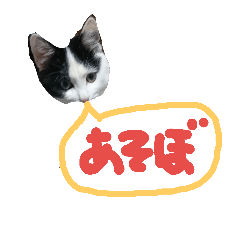 [LINEスタンプ] こたろー日常会話2