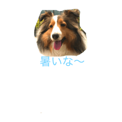 [LINEスタンプ] シェットランドシープドッグスタンプ