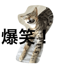 [LINEスタンプ] 美猫ラブにゃん  おもしろシリーズ2