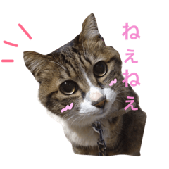 [LINEスタンプ] 私の猫の名前は舞