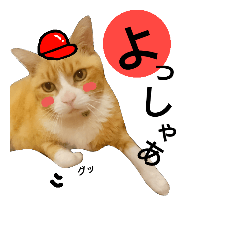 [LINEスタンプ] 野球大好き猫。