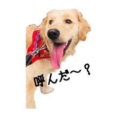 [LINEスタンプ] ゴールデンあんちゃん