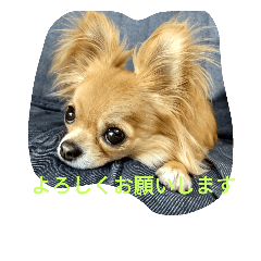 [LINEスタンプ] チワワのゆず