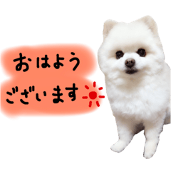 [LINEスタンプ] もこもこ もこちゃん