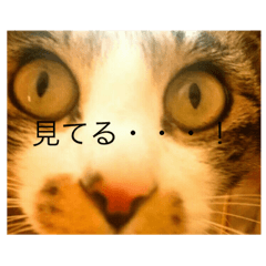 [LINEスタンプ] つい顔に出ちゃうねこ